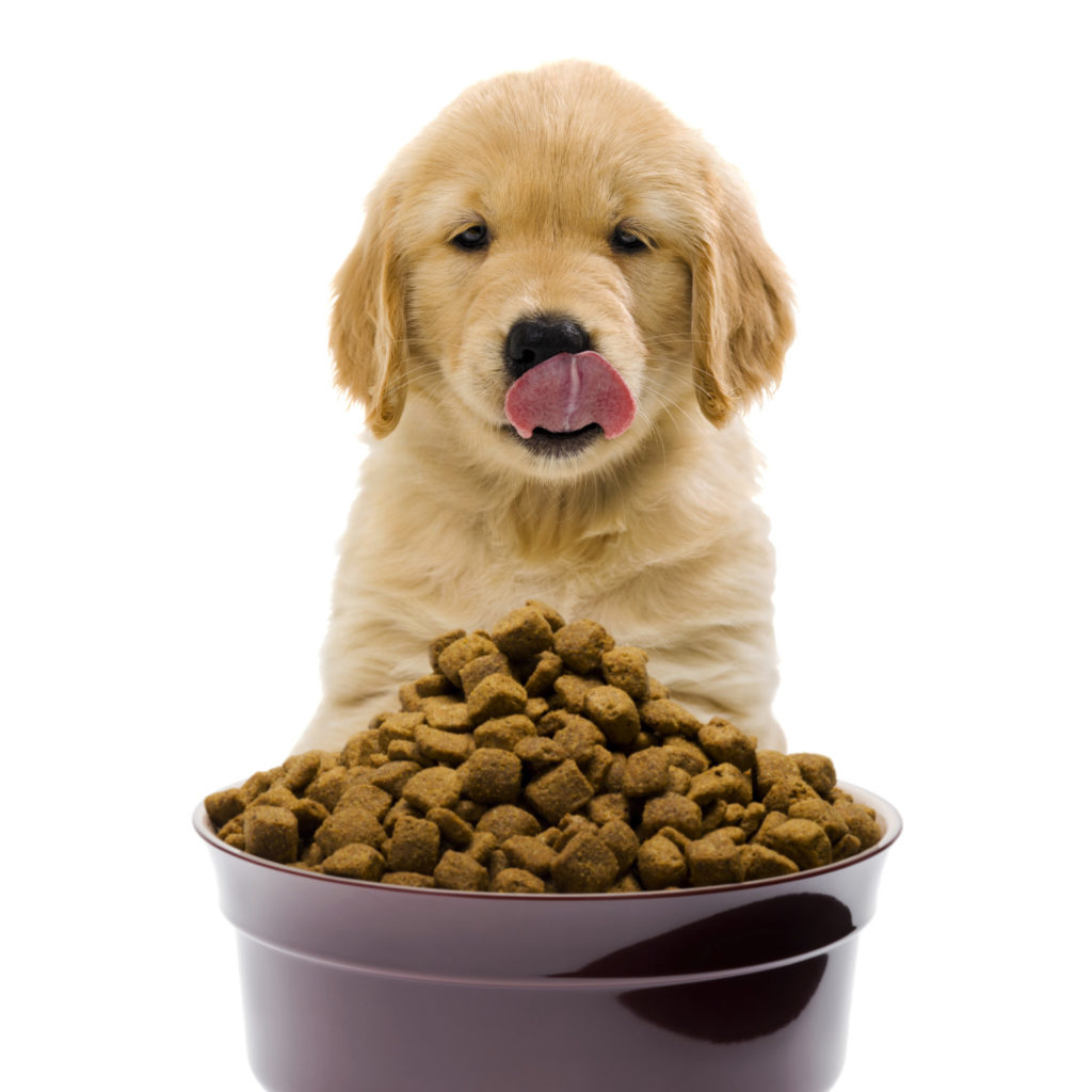 Pet Food Choose From These 7 Top Brands In Australia